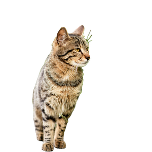 Close Up Of A Tabby Cat Standing Beside White Flowers In A Garden, Exemplifying Natural Beauty. 16573 - Cat PNG image with transparent background